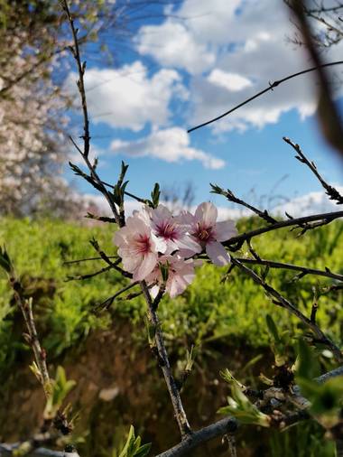 Elemai en Hamelin: Flora, Prunus dulcis, #floreciendo #invierno #primavera #elalmendrado

