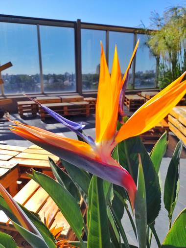 matiasoloboslima en Hamelin: Flora  (Ciudad de Buenos Aires), Strelitzia reginae, @argentina 