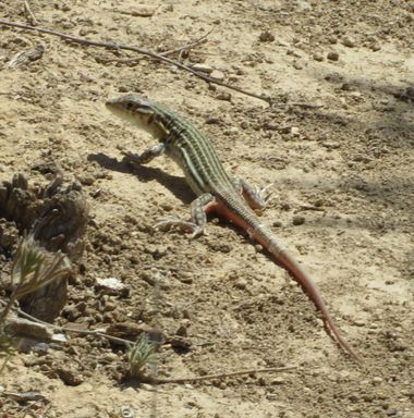 Solerantonio2 en Hamelin: Fauna  (Sorbas), Lagartija coliroja