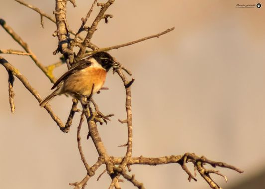 Breogán654 en Hamelin: Fauna  (Benissa), Tarabilla europea ♂️ #aves
