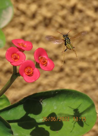 cerulopez en Hamelin: Flora  (Valencia), Euphorbia milii, Espina del señor,con su fiel visitante 