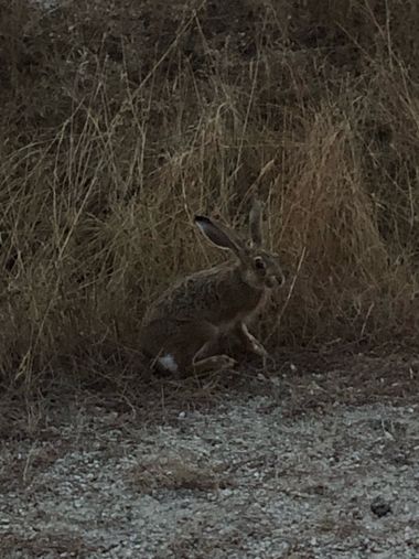 Info en Hamelin: Fauna, Lepus europaeus Pallas, 1778, Liebre en el pantano nuevo del Casar de Cáceres 