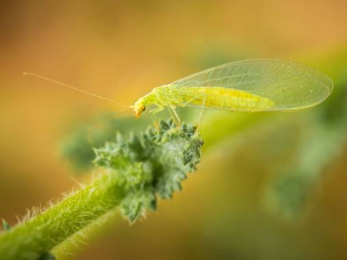 Antonio Jesús Palma Aranda en Hamelin: Fauna  (Lora del Río), Chrysopa

📷 Olympus OM-D EM1III
🔵 M.Zuiko 60mm Macro
💡 Luz natural

🎞️ F7.1 - 1/400s - IS...