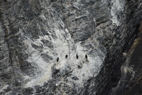 Creandoaficiones en Hamelin: Fauna, #cormoran 
