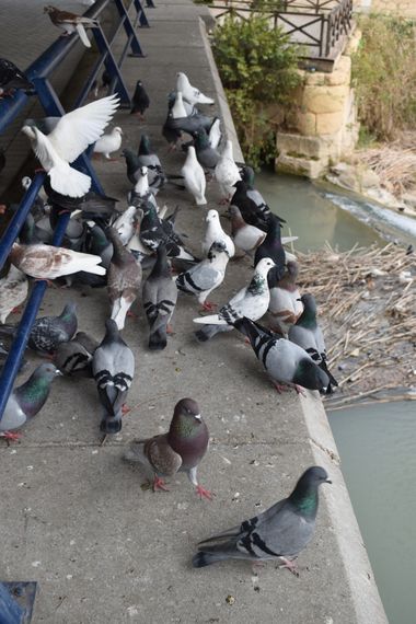 Solerantonio2 en Hamelin: Fauna  (Murcia), Palomas en el río segura