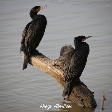 Diego en Hamelin: Fauna  (Zaragoza), #phalacrocoraxcarbo #cormorangrande #aves #ebro #zaragoza #canon 