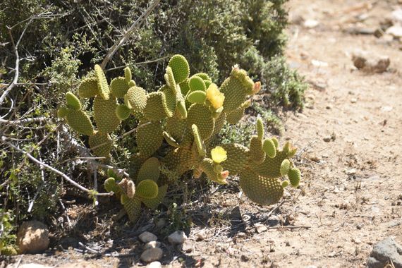 Solerantonio2 en Hamelin: Flora  (Níjar), Opuntia microdasys, Planta