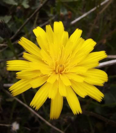 Naomi en Hamelin: Flora  (Barcelona), #flora21 🌼