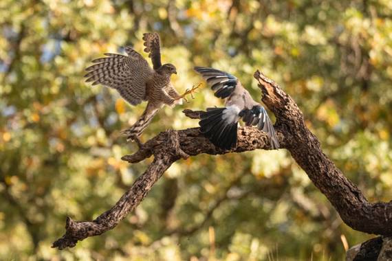 Arteaganature en Hamelin: Fauna  (El Barco de Ávila), Accipiter nisus (Linnaeus, 1758), #aves21 
