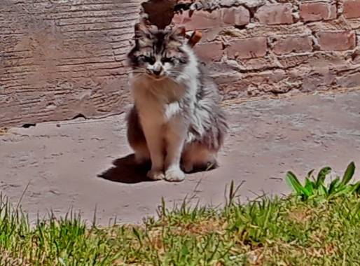 Gabriela Analía Russo en Hamelin: Fauna, #gatoscallejeros #pueblo Mechongué