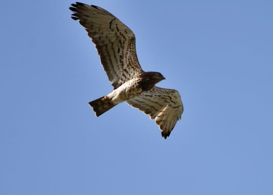 Nawer en Hamelin: Fauna, Circaetus gallicus (Gmelin, 1788), Culebrera europea por el Arga.