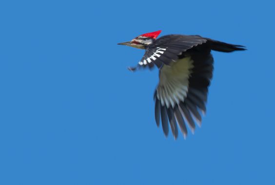 Ignicapillus en Hamelin: Fauna  (Marquette County), Dryocopus pileatus (Linnaeus, 1758), Picamaderos norteamericano

Extendido por la mitad sur de Canadá y...