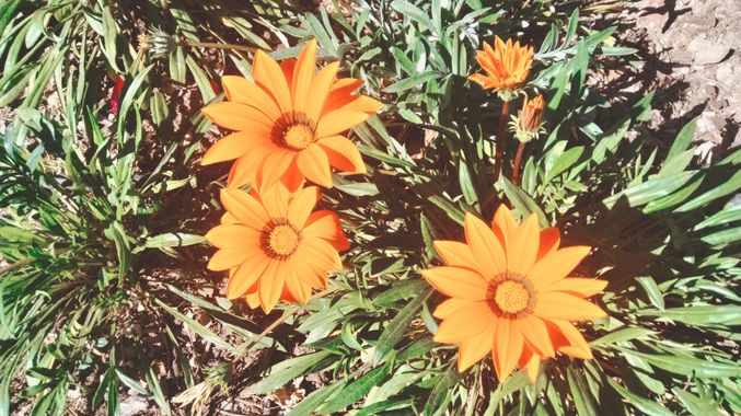 Solerantonio2 en Hamelin: Flora  (Almería), Gazania rigens, Planta