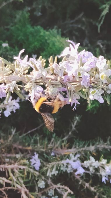 Solerantonio2 en Hamelin: Fauna  (Almería), Abejorro