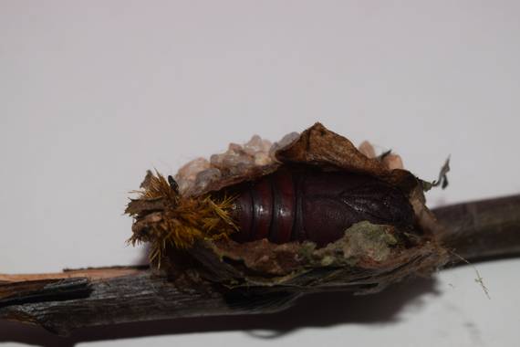 Aixa en Hamelin: Fauna, Capullo abierto de Automeris Naranja. Se observa la pupa adentro completamente desarrollada. La orugas pueden quedarse en estado d...