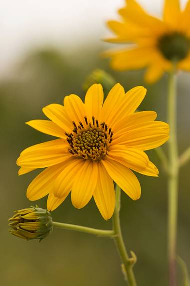 ramonportellano en Hamelin: Flora  (Los Villares), Creo que se trata de una Pataca, una especie de girasol #flora21 #naturaleza #girasol 