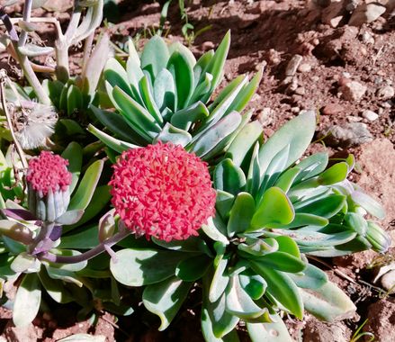 Solerantonio2 en Hamelin: Flora  (Almería), Planta