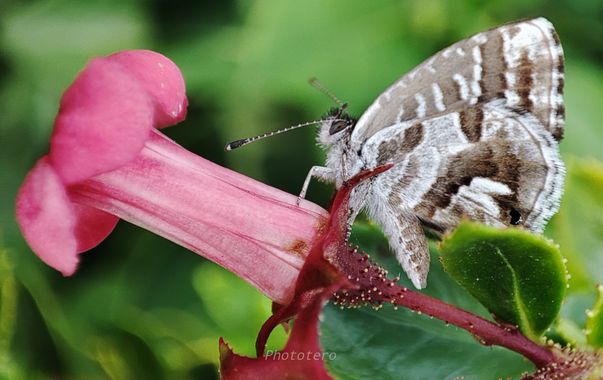 Phototero  en Hamelin: Fauna, Cacyreus marshalli Butler, 1898, Una pequeña Cacyreus marshalli (También conocida popularmente por mariposa africana y polil...