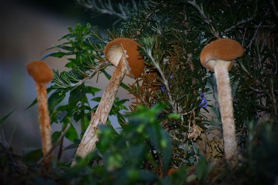 Montseimatges en Hamelin: Observación, #hongos #mushrooms
