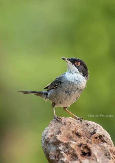 ramonportellano en Hamelin: Fauna  (Benalmádena), Sylvia melanocephala melanocephala, Posando cual modelo profesional #aves21 