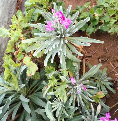 Solerantonio2 en Hamelin: Flora  (Níjar), Matthiola incana, Planta