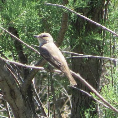 Solerantonio2 en Hamelin: Fauna  (Níjar), Muscicapa striata (Pallas, 1764), Ave