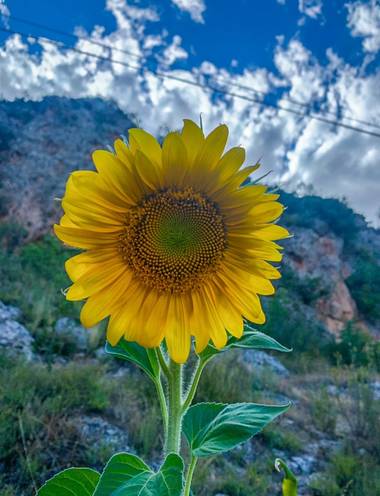 carogv1995 en Hamelin: Flora  (Mula), Helianthus annuus, #flor #girasol 
#murciabonita 
#murciaquehermosaeres 