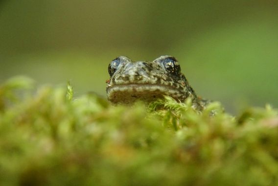 Eritz.cortazar en Hamelin: Fauna  (Vitoria), Alytes obstetricans (Laurenti, 1768), Sapo partero ( Alytes obstetricans Laurenti, 1768)

.
.
.
#sapo #frog #r...