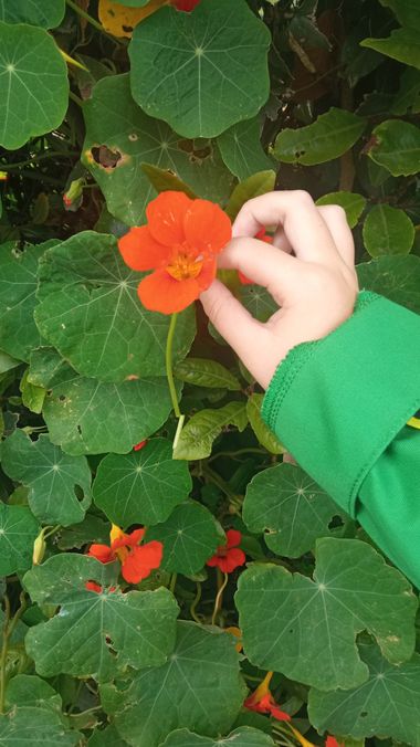 Mariajesussuarez82 en Hamelin: Flora, Tropaeolum minus, #flower#pura#vida