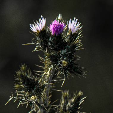 Mistela17 en Hamelin: Flora, Carduus pycnocephalus, #flora21 