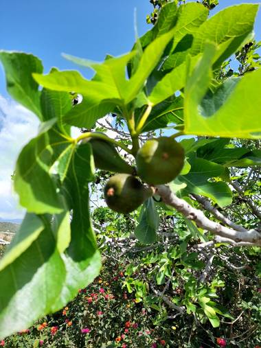 auricahk en Hamelin: Flora, Ficus carica, Ayer 