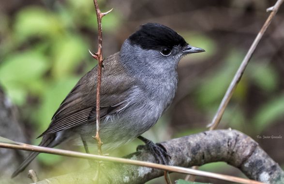 Fco. Javier González en Hamelin: Fauna  (Avenida Praia Ladeira), Sylvia atricapilla (Linnaeus, 1758), # #aves