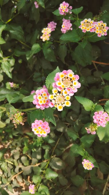 Solerantonio2 en Hamelin: Flora  (Almeria), Lantana camara, Planta