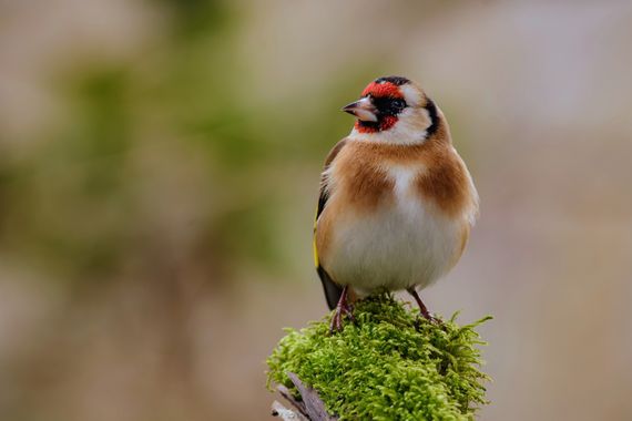 Pablosdoc en Hamelin: Fauna  (el Pont de Vilomara i Rocafort), Carduelis carduelis (Linnaeus, 1758), #hamelin #aves #fauna #naturaleza #nature #wildlife #b...