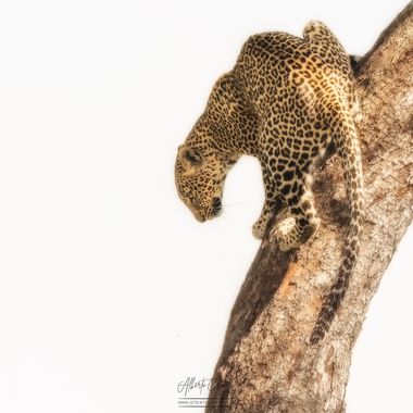 Alberto Gómez  en Hamelin: Fauna  (Nairobi), Panthera pardus (Linnaeus, 1758), #leopardo #leopard #mamiferos #felino #africa 