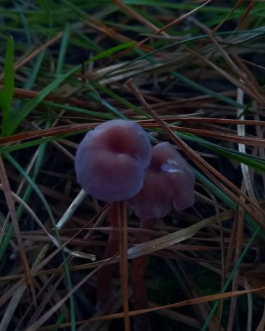 Lilita en Hamelin: Observación, Laccaria amethystina es una especie de hongo basidiomiceto de la familia Hydnangiaceae. 
​El sombrero mide entre 1 y 6 cm,...