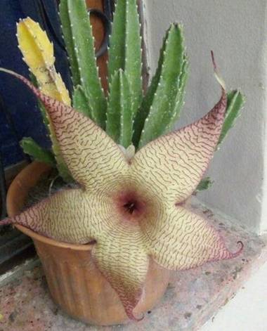 andresguantayy en Hamelin: Flora, Stapelia gigantea