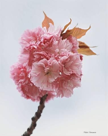 Yatoma66 en Hamelin: Flora  (Madrid), Prunus serrulata, Clave alta