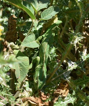 Solerantonio2 en Hamelin: Fauna  (Níjar), Reptil