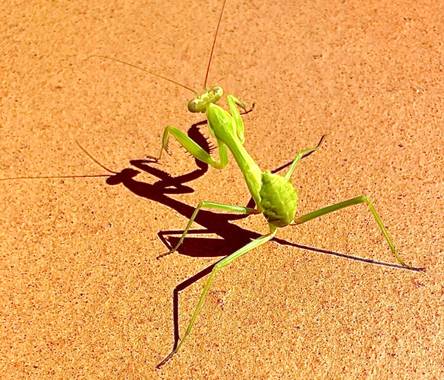 su en Hamelin: Fauna  (Gelves), Un insecto muy interesante 