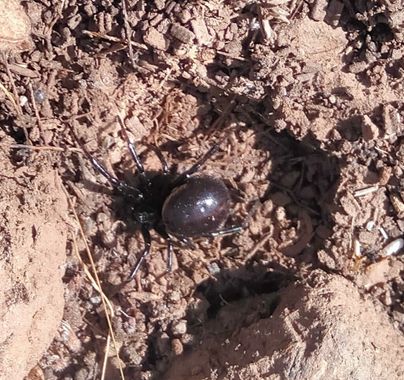 Solerantonio2 en Hamelin: Fauna  (Níjar), Aracnido