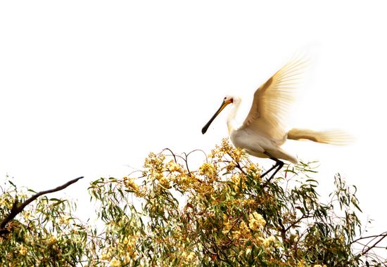 Sara Pérez  en Hamelin: Fauna  (Huelva), Platalea leucorodia Linnaeus, 1758