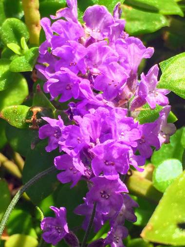 Erikalan9 en Hamelin: Flora  (Sant Cugat del Vallès)