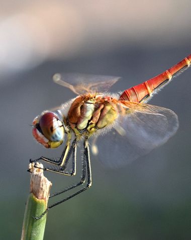 Beethovenzujo_86 en Hamelin: Fauna  (Cieza), El Dardo de venas rojas

#nature #naturalezamurcia #naturaleza #dardodevenasrojas #sympetrumfoscolombii #libel...