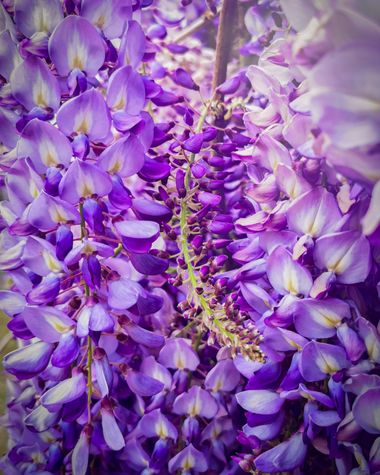 rqsalcedo en Hamelin: Flora  (Madrid), #flores 