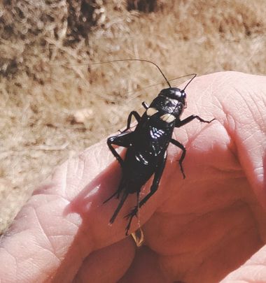 Solerantonio2 en Hamelin: Fauna  (Níjar), Insecto