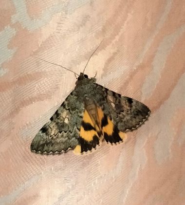 Solerantonio2 en Hamelin: Fauna  (Calle Haza de Acosta), Insecto