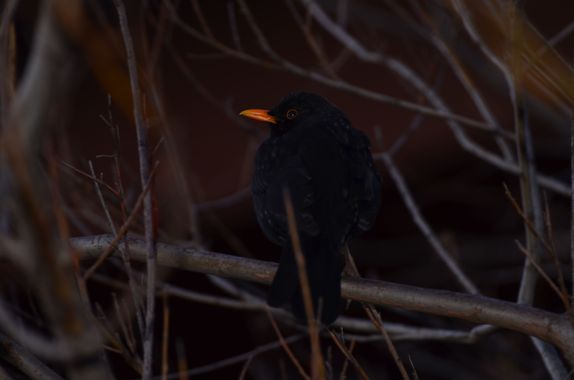 carreteviajero en Hamelin: Fauna  (Valladolid), Turdus merula Linnaeus, 1758, Pájaro relativamente grande y de cola larga, muy extendido y habitual, y, por...