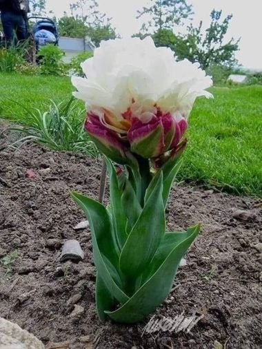 GrachuV. en Hamelin: Flora  (Santa Fe), Hermosa flor.🌺