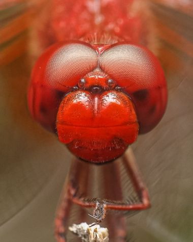 Jose Alza Dsn en Hamelin: Fauna  (l'Ametlla de Mar), La libélula escarlata.

#macro #closeup #rojo #libelula #animal #insecto #fauna #naturaleza
